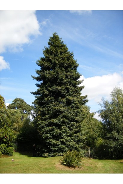 Sequoia sempervirens